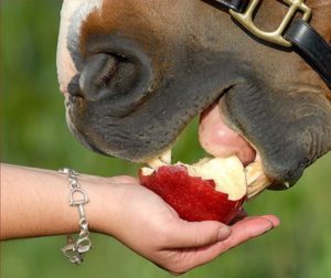 picture of a horse eating an apple