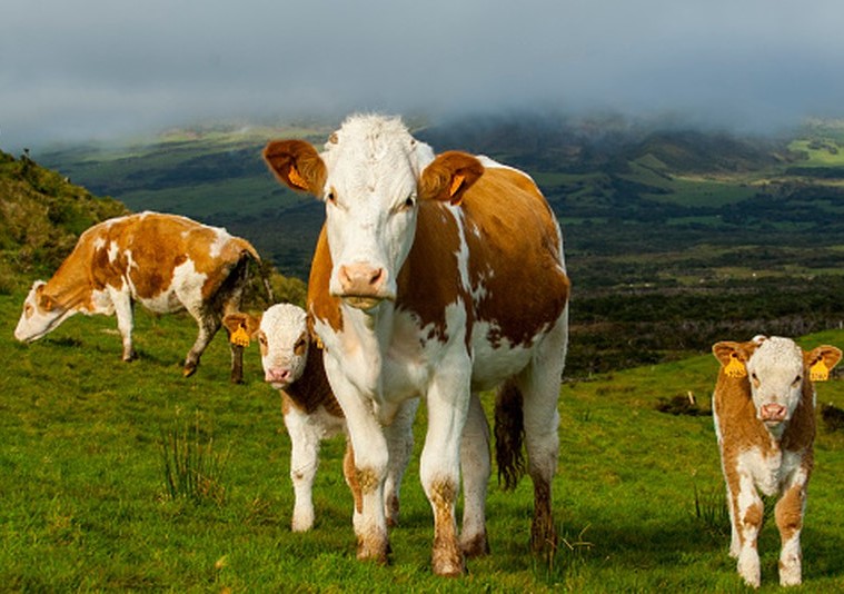 picture of cows in a pasture